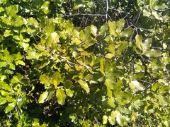 Quercus coccifera coccifera