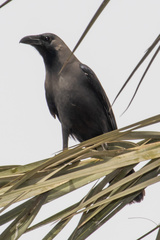 Corvus splendens