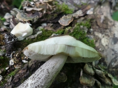 Leccinum snellii