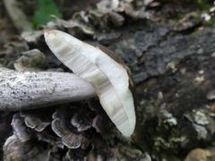 Leccinum snellii