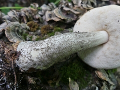 Leccinum snellii