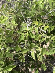 Barleria spinosissima