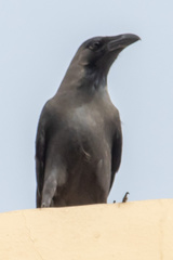 Corvus splendens