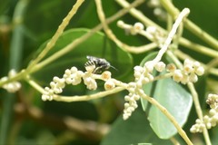 Microbembex monodonta