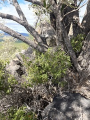 Barleria spinosissima
