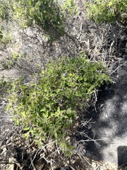 Barleria spinosissima