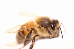 Apis mellifera