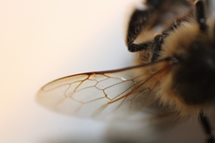 Apis mellifera