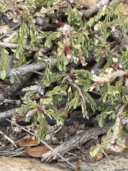 Phyllanthus macranthus