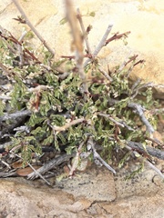 Phyllanthus macranthus