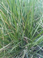 Brachypodium phoenicoides