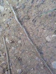 Brachypodium phoenicoides