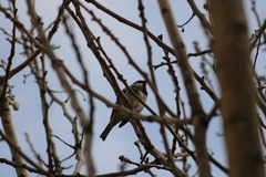 Passer hispaniolensis