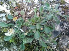 Silene italica