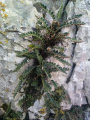 Asplenium ceterach ceterach