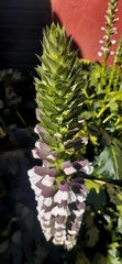 Acanthus mollis
