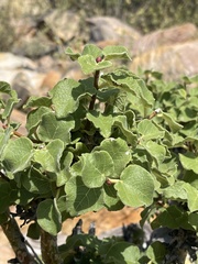 Ficus tettensis