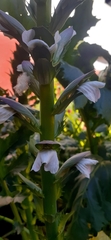 Acanthus mollis