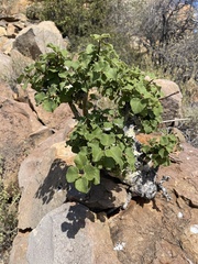 Ficus tettensis