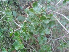 Quercus coccifera coccifera
