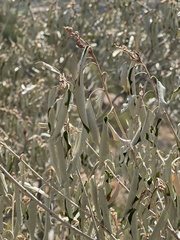 Croton gratissimus gratissimus