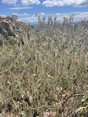 Croton gratissimus gratissimus