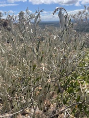 Croton gratissimus gratissimus