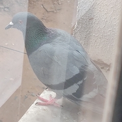 Columba livia domestica