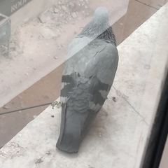 Columba livia domestica