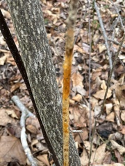 Aurantioporthe corni