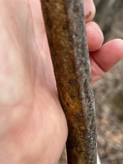 Aurantioporthe corni