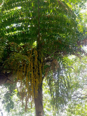 Caryota rumphiana