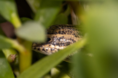 Heremites septemtaeniatus