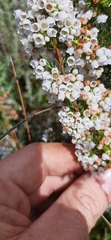 Erica subdivaricata