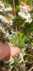 Erica subdivaricata