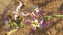 Matthiola arabica