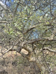 Commiphora tenuipetiolata