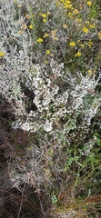 Erica subdivaricata