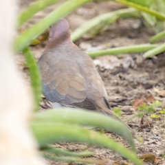 Streptopelia senegalensis