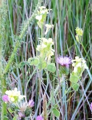 Biscutella auriculata