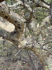 Commiphora tenuipetiolata