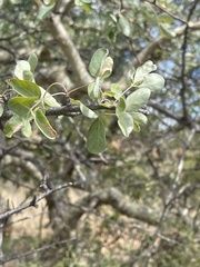 Commiphora tenuipetiolata