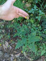 Sigesbeckia jorullensis