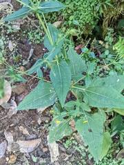 Sigesbeckia jorullensis