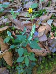 Sigesbeckia jorullensis