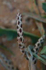 Plantago cylindrica