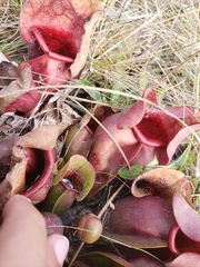 Image of Sarracenia rosea