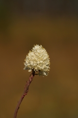 Stenanthium densum
