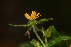 Sigesbeckia jorullensis
