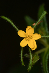 Sigesbeckia jorullensis